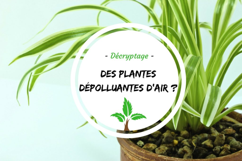des_plantes_dépolluantes_décryptage_vérité