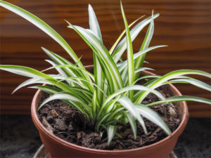 potted-spider-plant