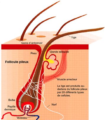 Des solutions naturelles pour éradiquer et prévenir les poils incarnés _